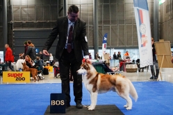 Shelby CACIB Brno 25.01.2026